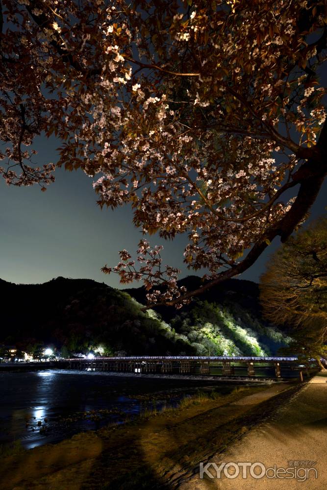 嵐山の夜桜