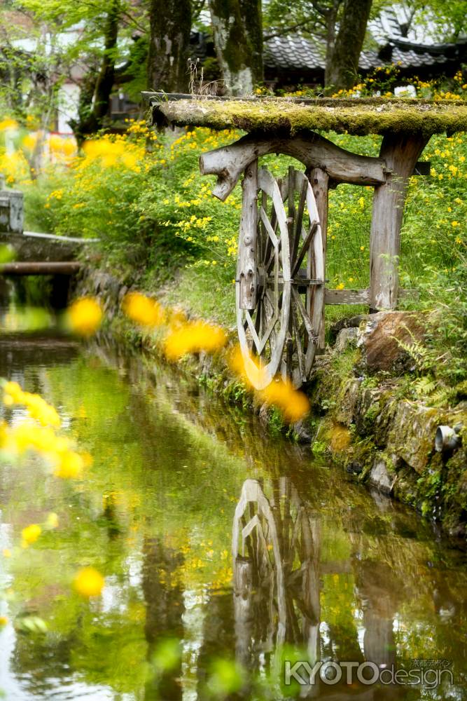 松尾大社の山吹