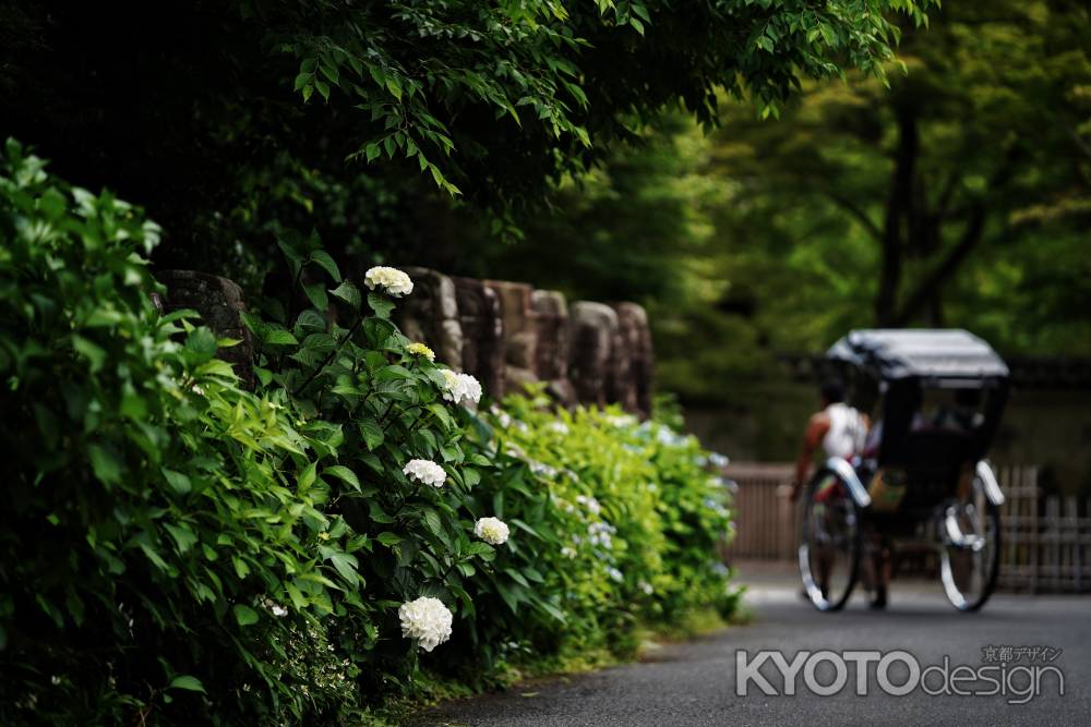 嵐山に咲く紫陽花1