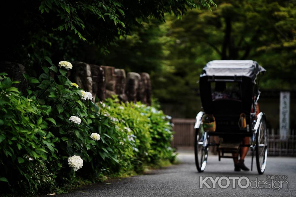 嵐山に咲く紫陽花2