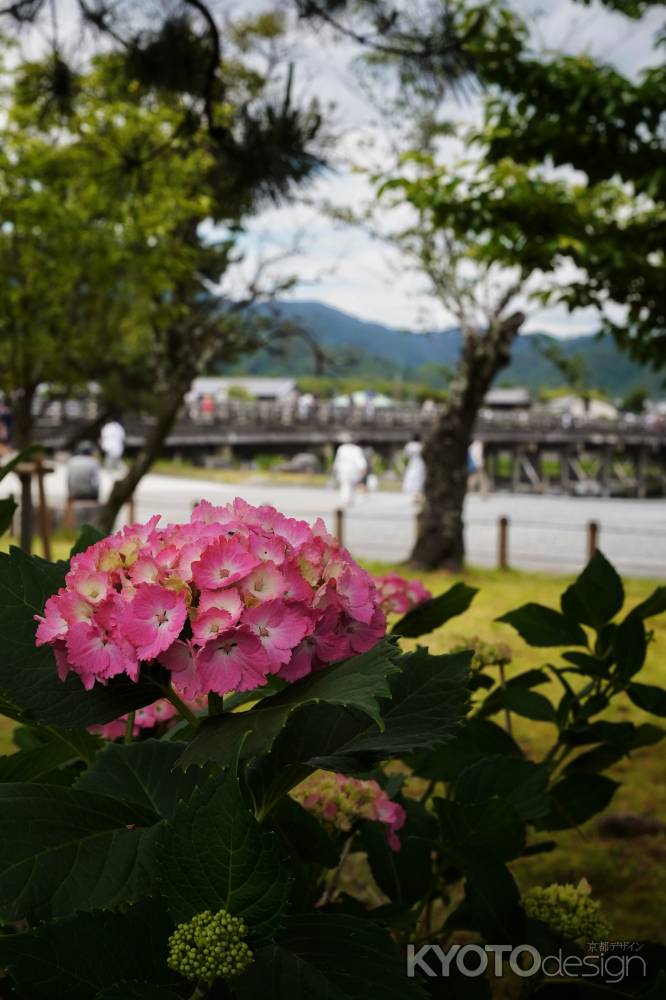 渡月橋近くの紫陽花