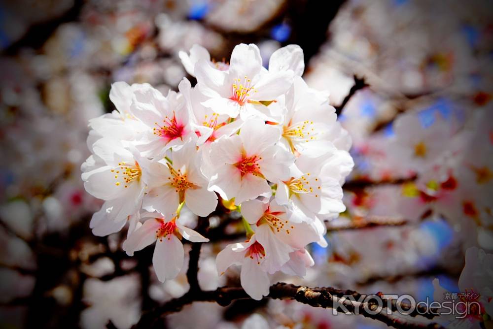 満開の桜