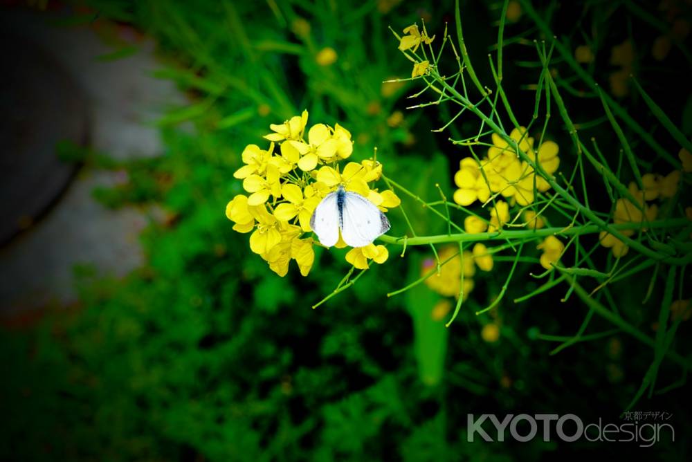 菜の花とモンシロチョウ