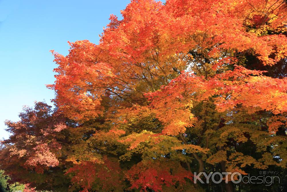 上賀茂神社の紅葉