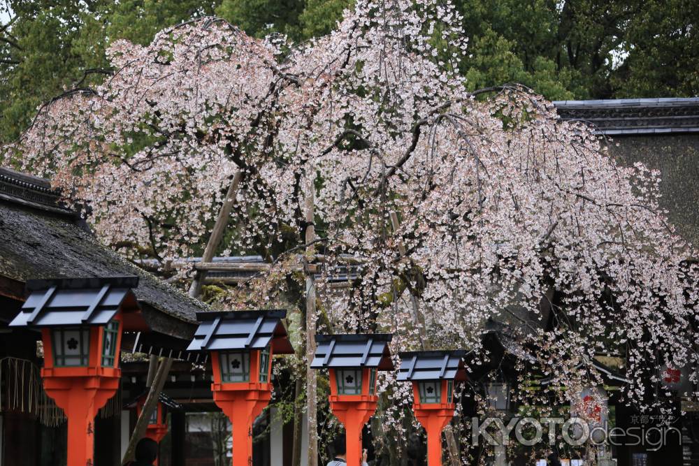 平野神社・雨の桜