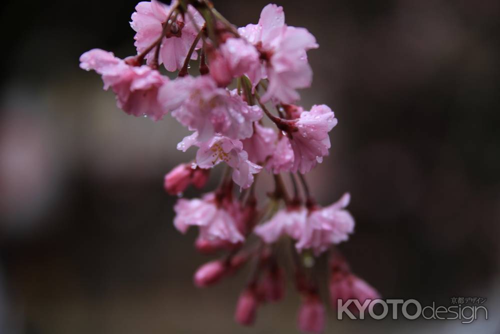 桜の雫