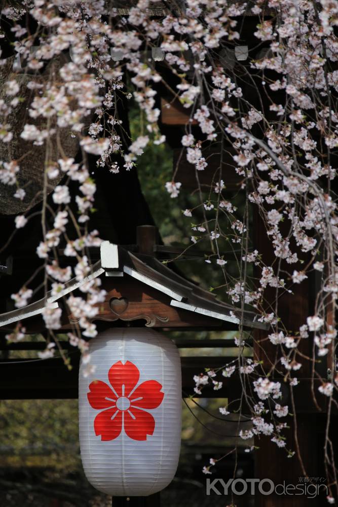 桜と提灯