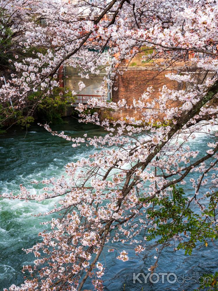 岡崎疏水の桜