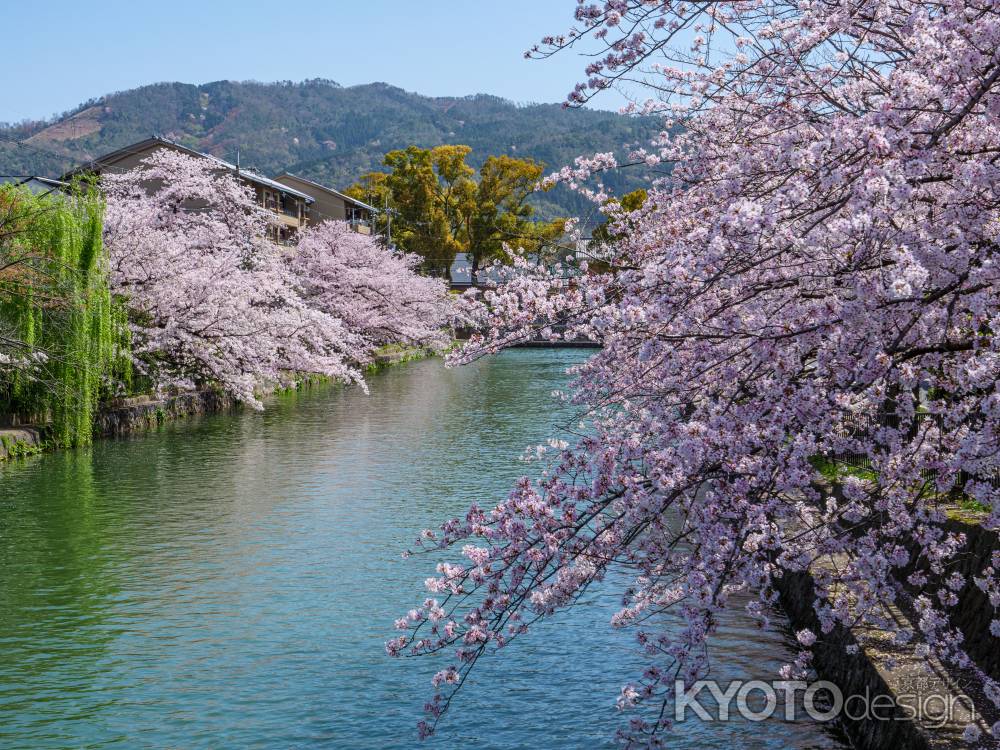 岡崎疏水の桜　～大文字山と共に～