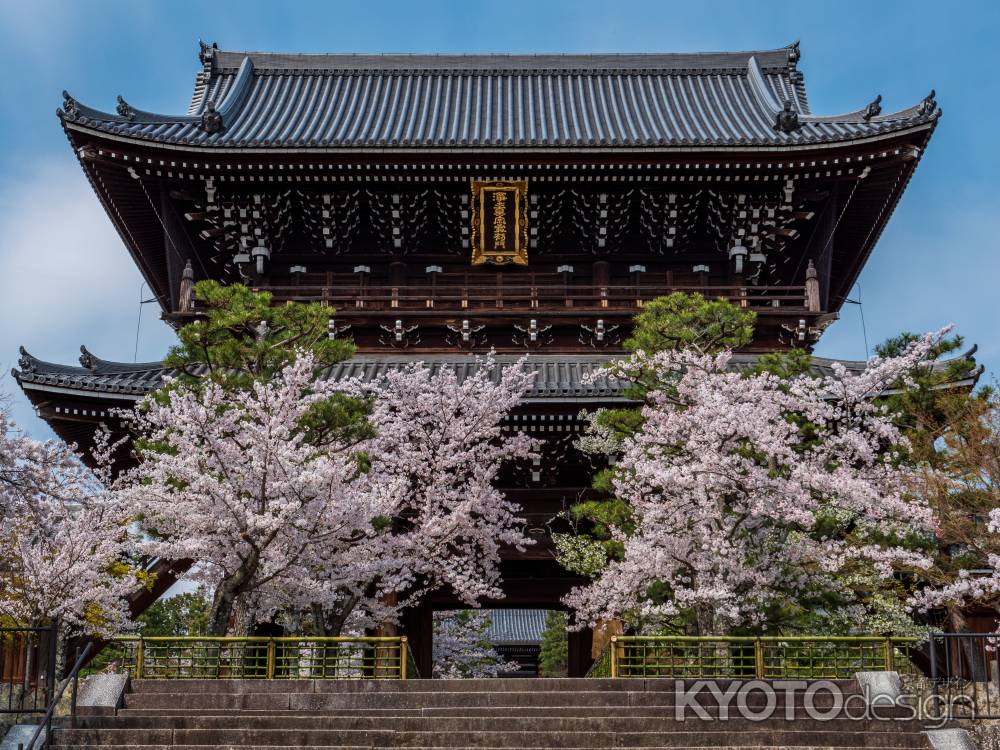 桜満開の金戒光明寺　