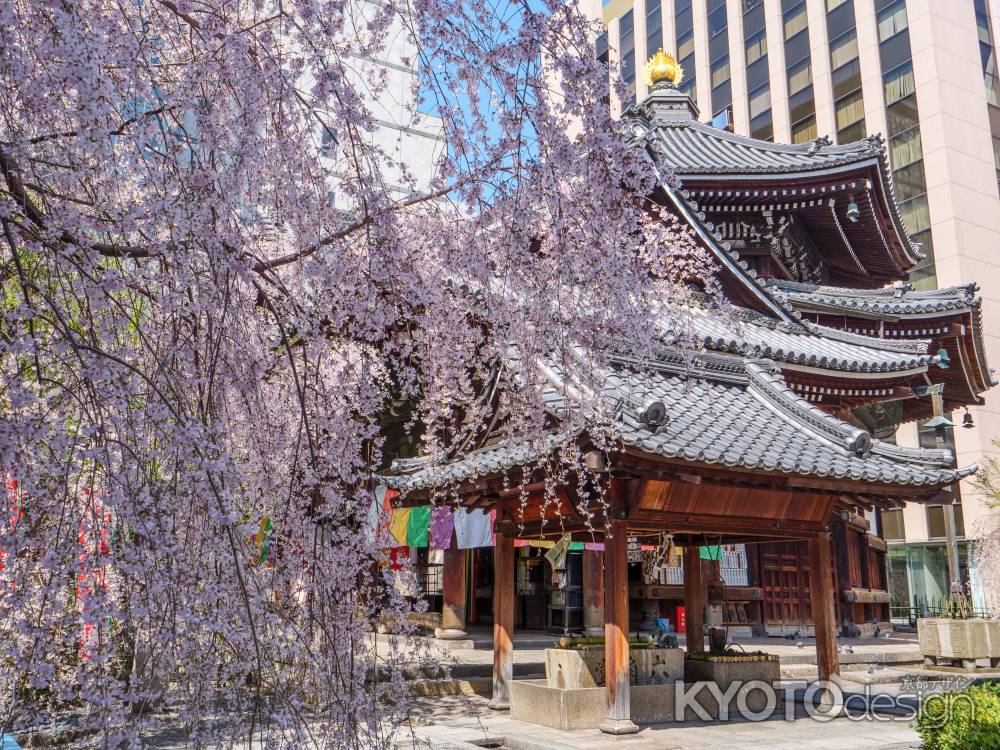 頂法寺の枝垂れ桜①