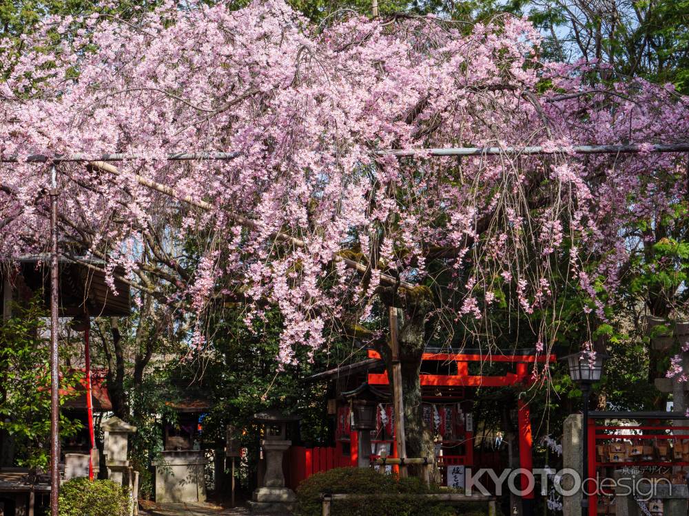 水火天満宮の紅枝垂れ桜　