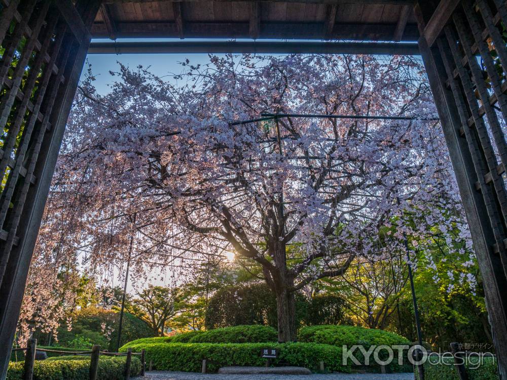 退蔵院の紅しだれ桜