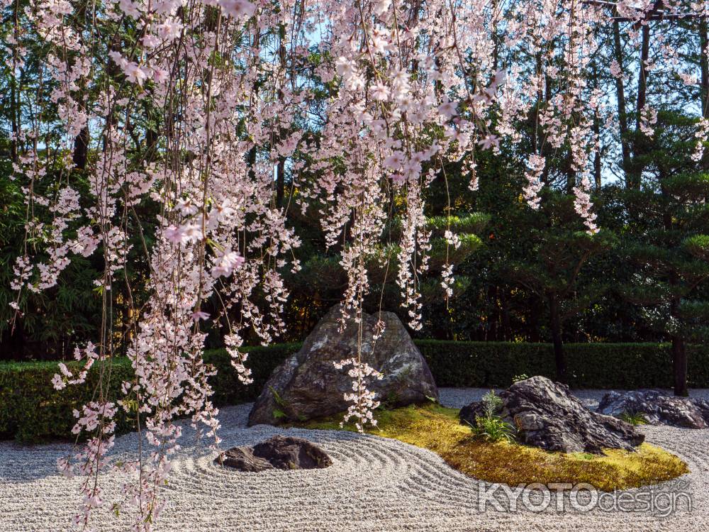 桜咲く「陽の庭」　　　