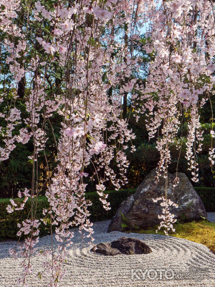 枝垂れ桜と枯山水