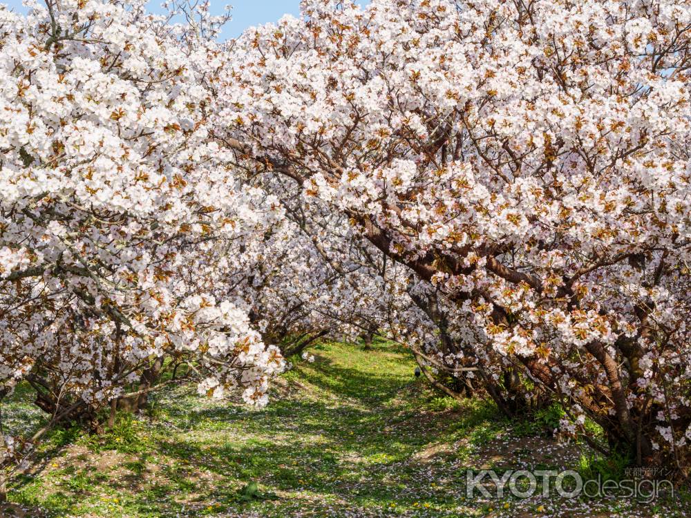 仁和寺の「御室桜」