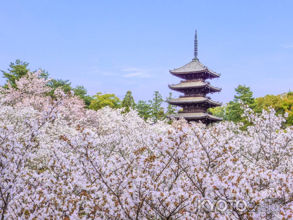 仁和寺五重塔と御室桜