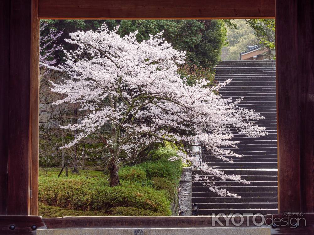 知恩院の桜➁