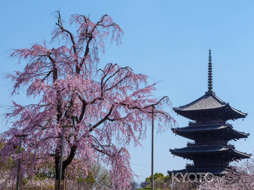 東寺五重塔と不二桜　