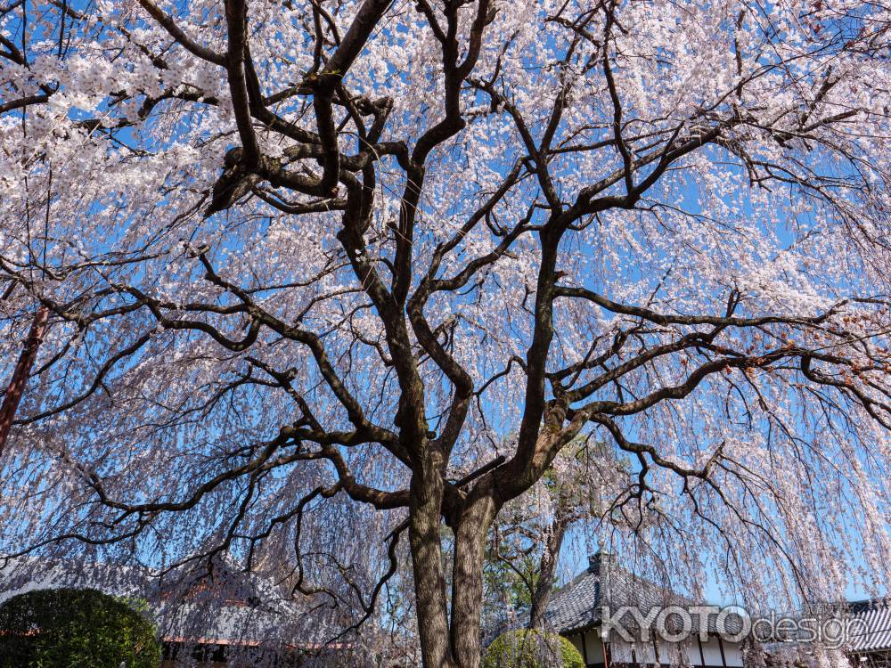 枝垂れ桜　見上げれば・・・