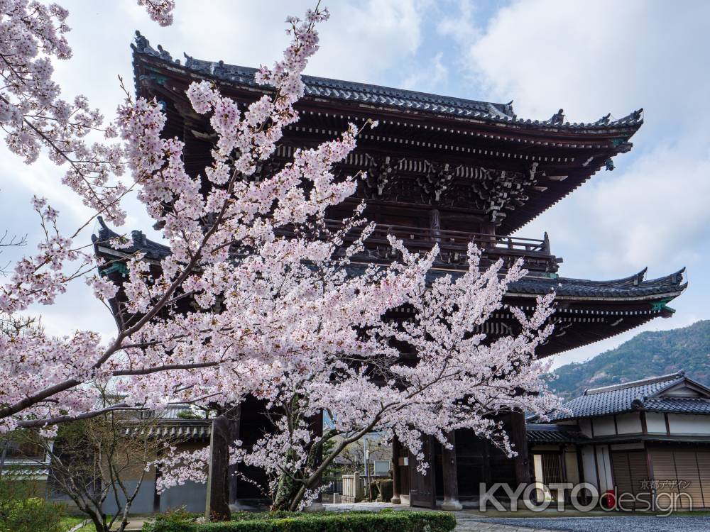 桜咲く清凉寺