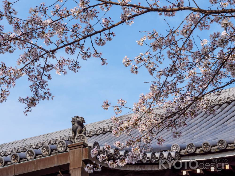 屋根の上のお花見