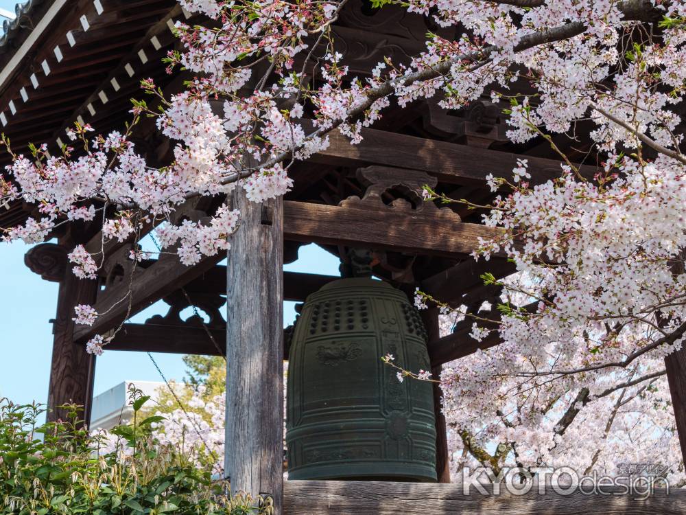 鐘楼と桜