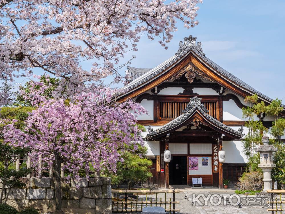 春の妙顕寺