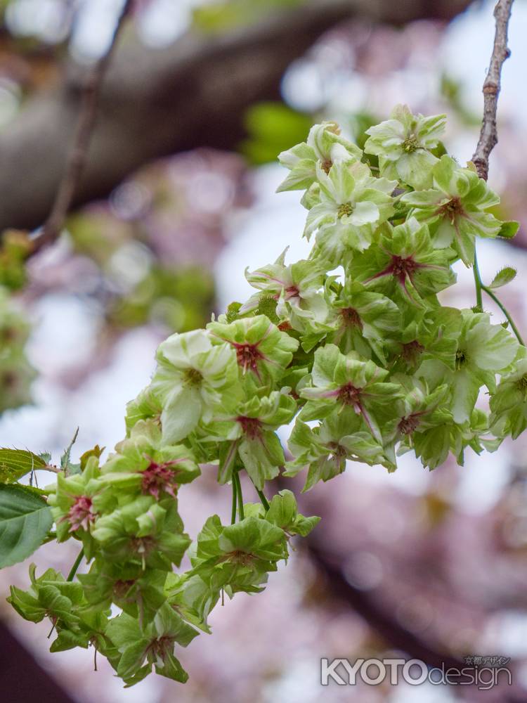 雨宝院の御衣黄桜