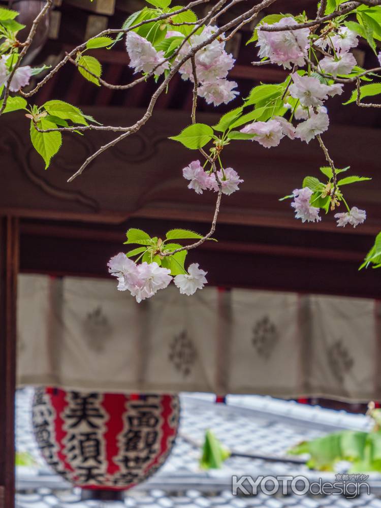 桜咲く春の雨宝院