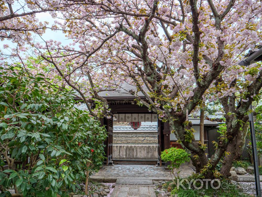 雨宝院の観音桜