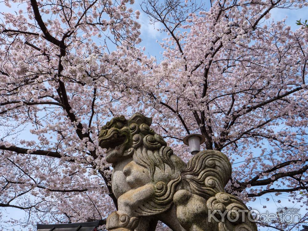 桜に囲まれる狛犬