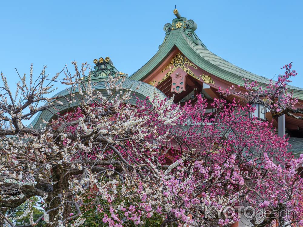 北野天満宮の梅