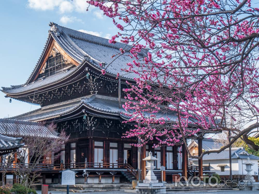 梅の花咲く興正寺