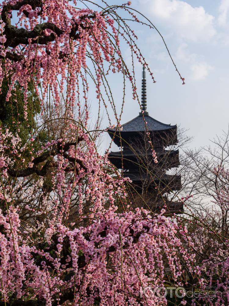 東寺五重塔と枝垂れ梅①