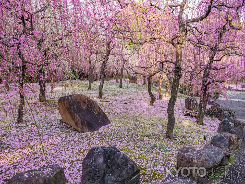 枝垂れ梅と花びら絨毯➁