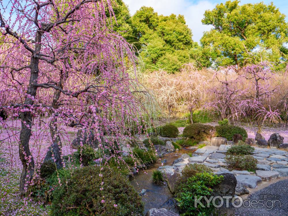 城南宮の枝垂れ梅①