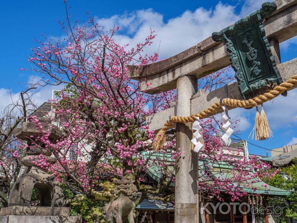 菅大臣神社の飛梅③