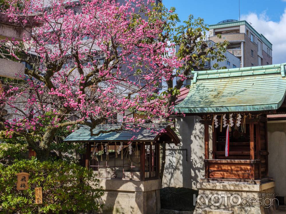 菅大臣神社の飛梅➁