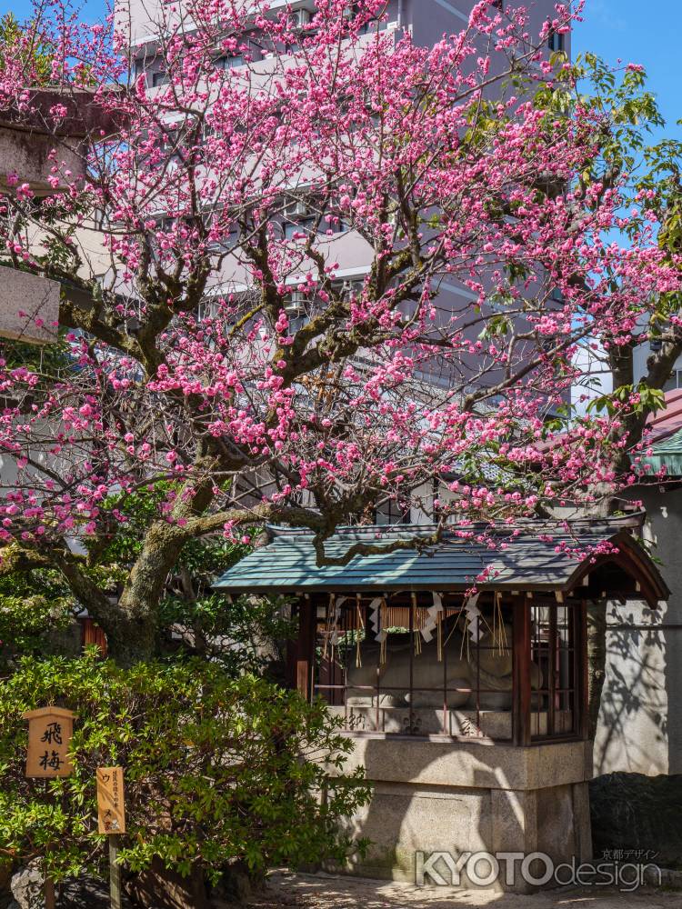 菅大臣神社の飛梅①