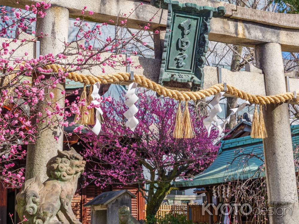 菅大臣神社の梅➁