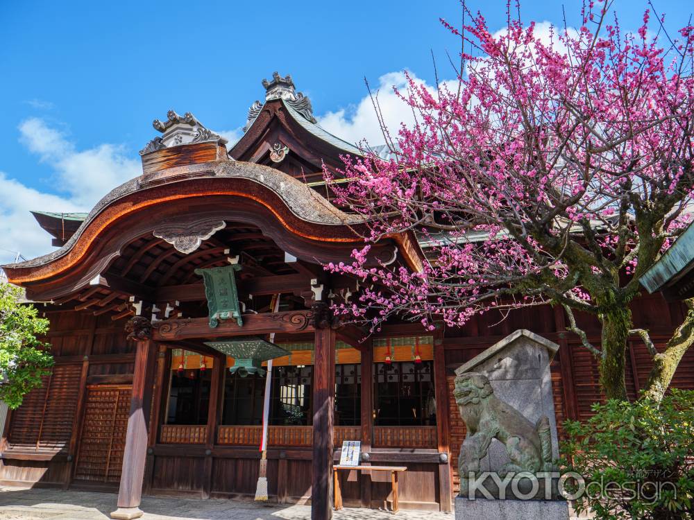 菅大臣神社の梅①