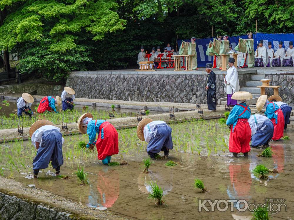 伏見稲荷大社　伝統神事「田植祭」①