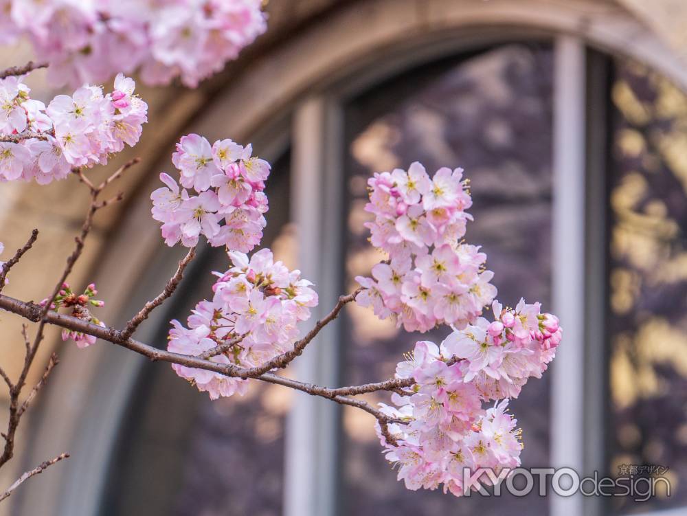 可愛い「春めき桜」➁　