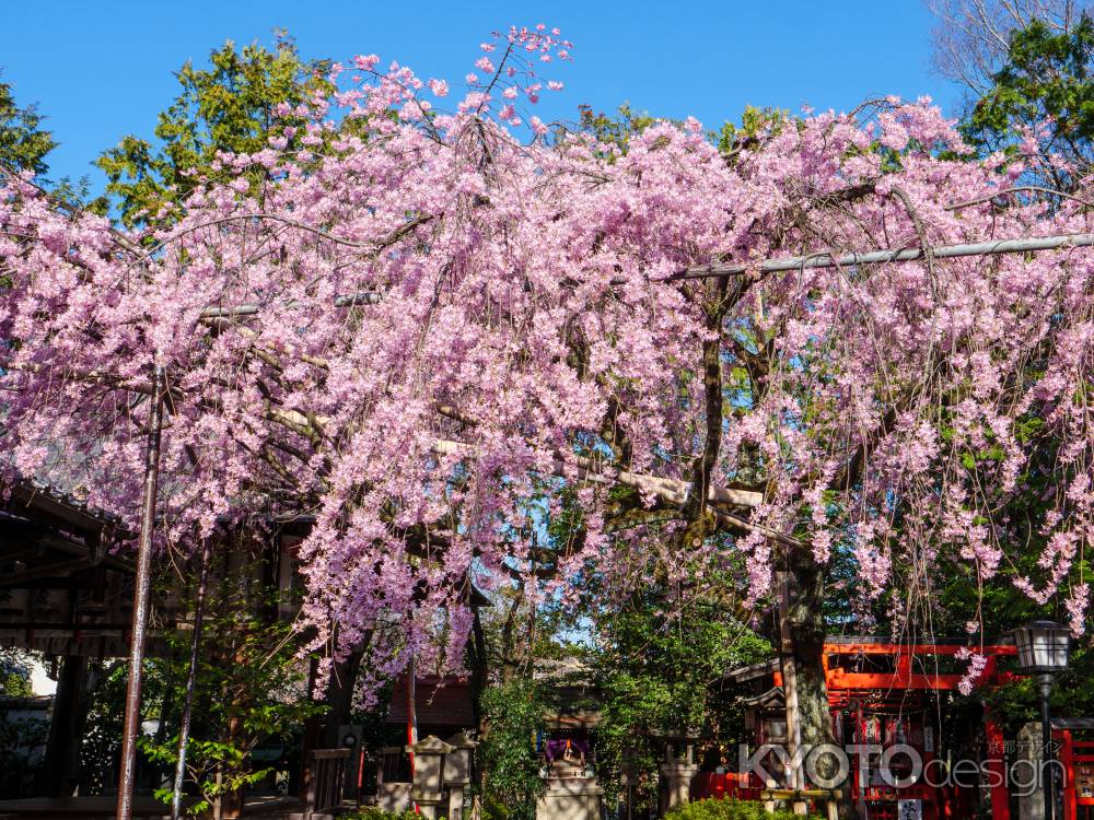 桜満開の水火天満宮