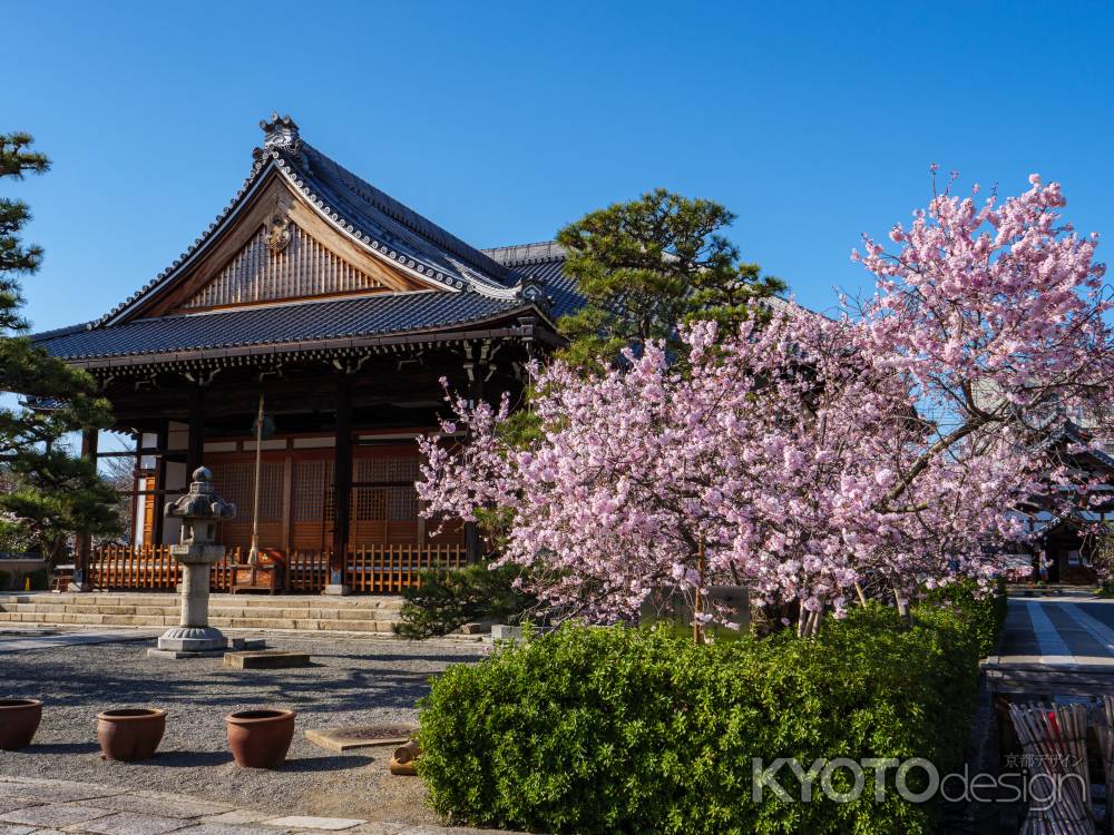 妙蓮寺の「御会式桜」