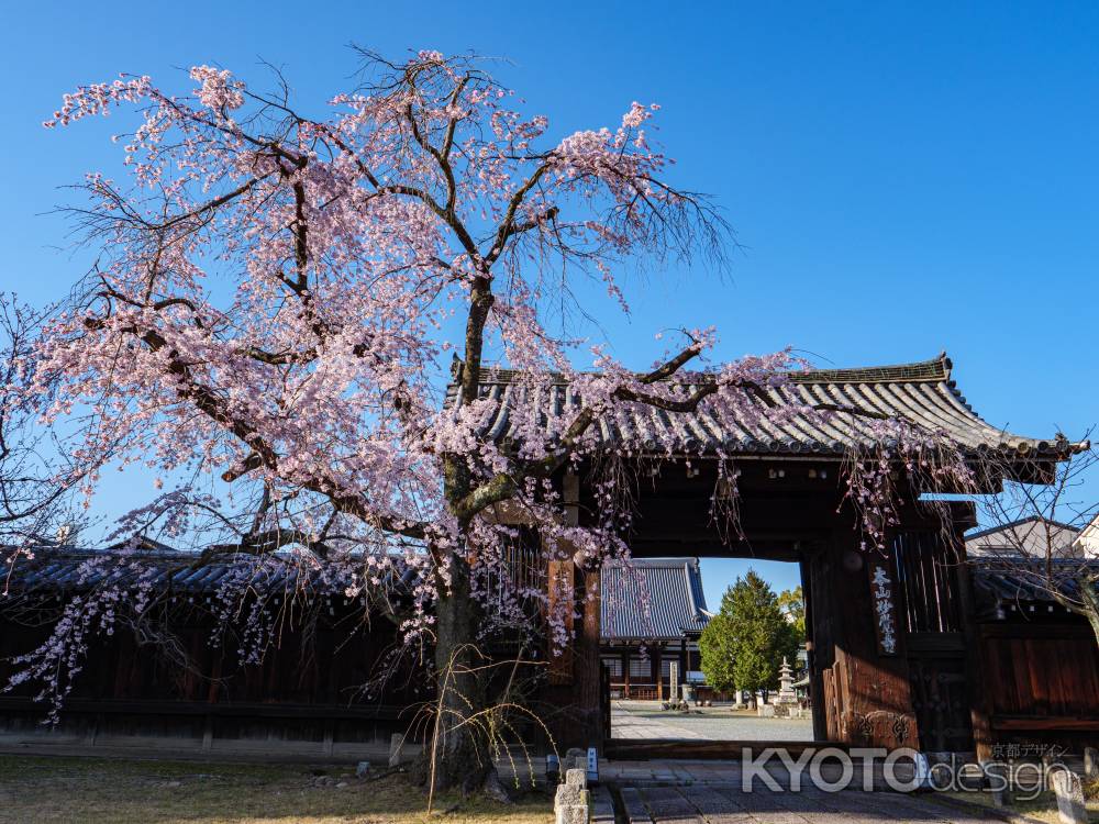 妙覚寺の枝垂れ桜