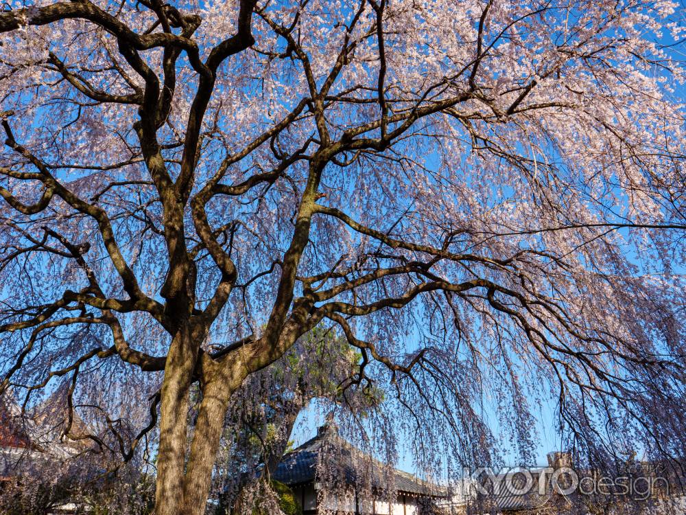 青空に映える枝垂れ桜