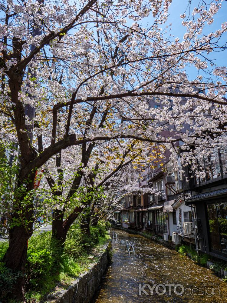 高瀬川の桜③