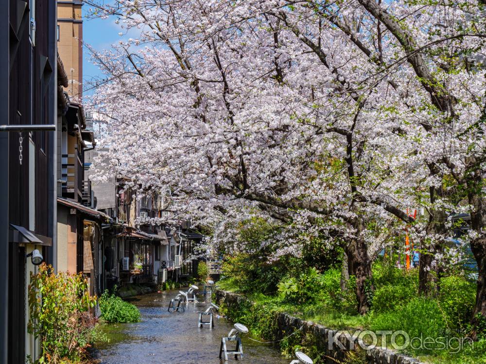 高瀬川の桜➁